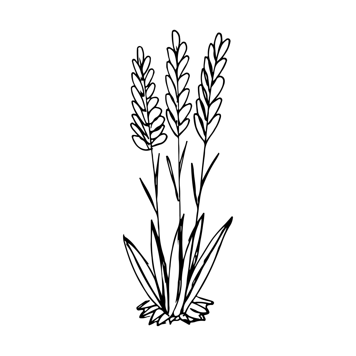 noun_Plant_1628988_000000 noun_Plant_1628988_000000